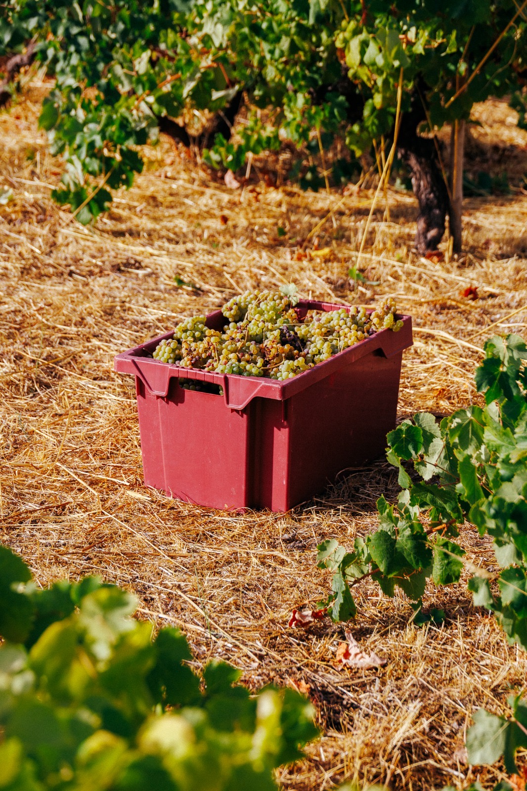 Vindímas Serra Alentejana